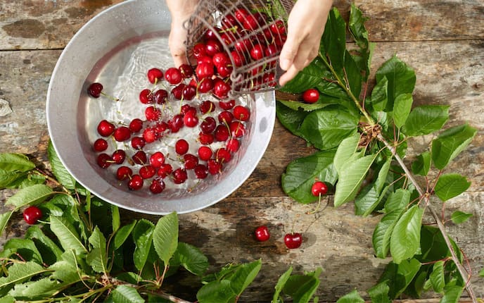 Kirschen, Kirschernte, Kirschsorten