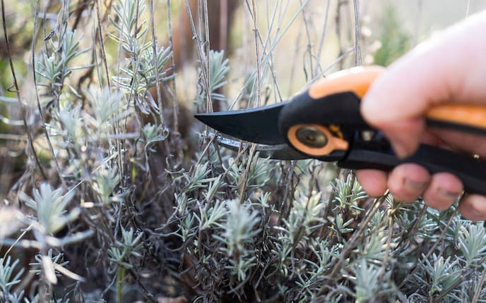 Gartenarbeit im März, Lavendel zurückschneiden, Garten im März