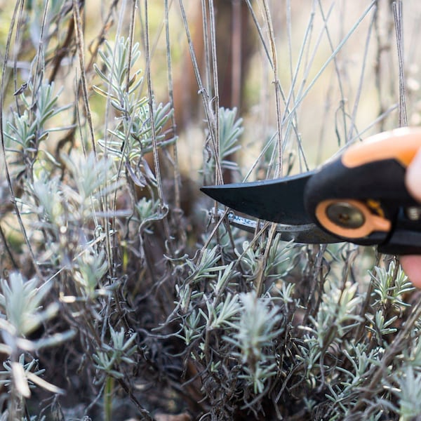 Gartenarbeit im März, Lavendel zurückschneiden, Garten im März