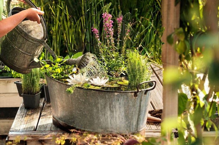 Erfahren Sie, wie man einen entzückenden Miniteich selbst anlegt.