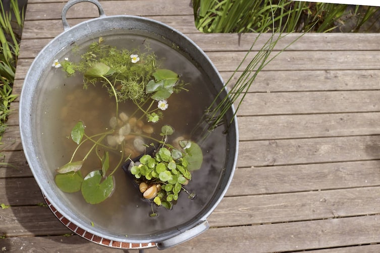 Garten, Miniteich, Miniteich anlegen