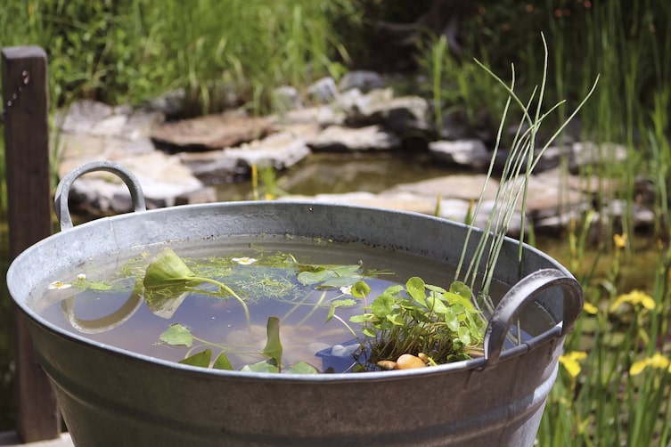Garten, Miniteich, Teich, Balkon, Terrasse