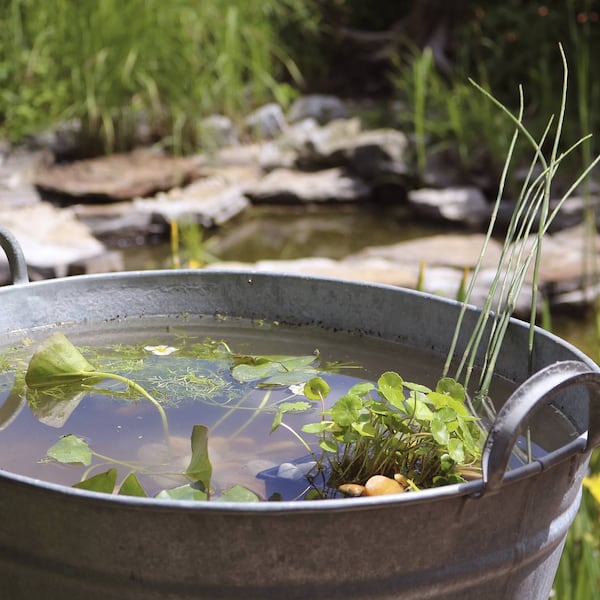 Garten, Miniteich, Teich, Balkon, Terrasse