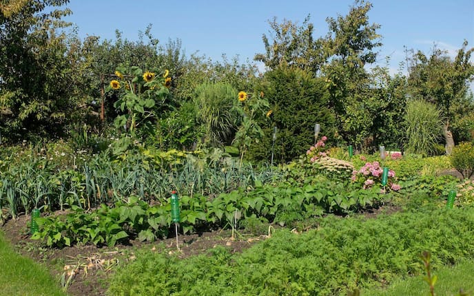 Mischkultur; Gemüsebeet im Sommer