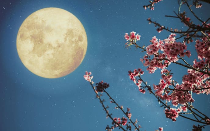 Mond, Vollmond, Kirschblüten, Gartenarbeit mit dem Mond