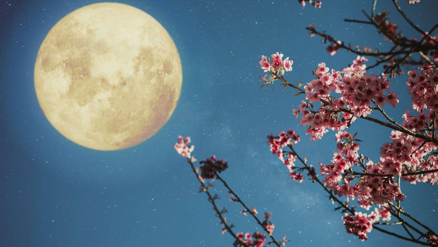 Mond, Vollmond, Kirschblüten, Gartenarbeit mit dem Mond