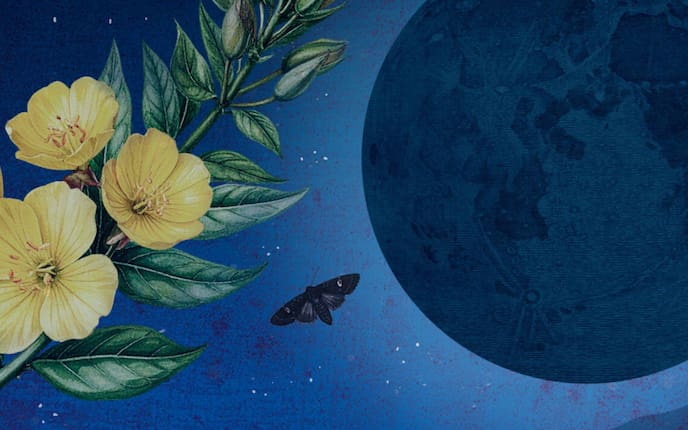 Mondscheinpflanzen, Nachtkerze, Illustration, Mond