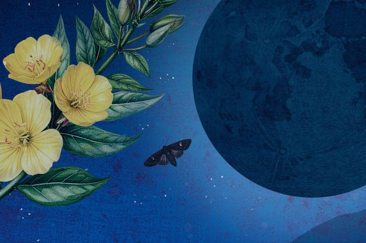Mondscheinpflanzen, Nachtkerze, Illustration, Mond