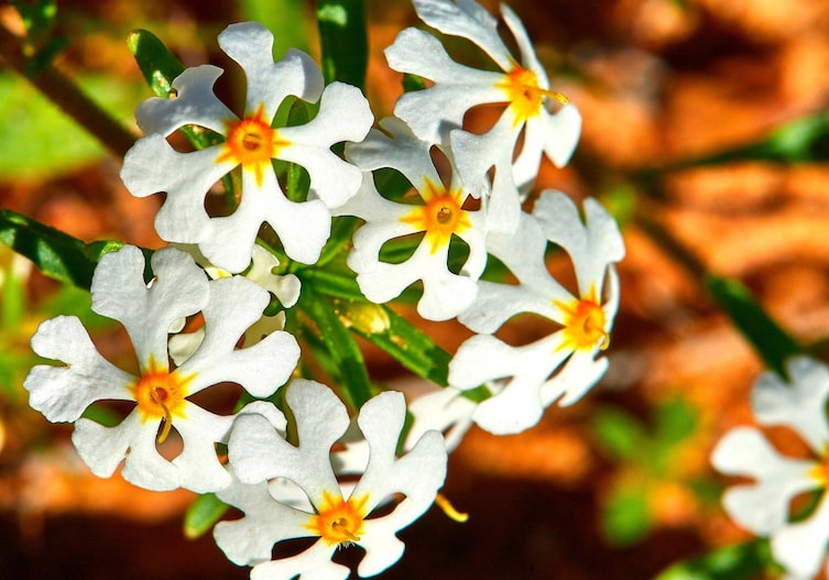 Garten, Pflanzenporträt, Mondscheinblume, ZALUZIANSKYA CAPENSIS, Sternbalsam