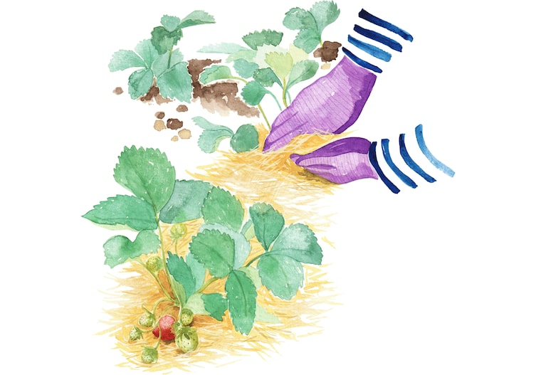 Illustration mit Erdbeerstauden mit einer Mulchschicht