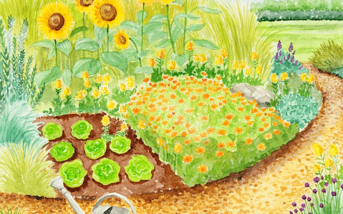 Illustrationen von ein Gartenbeet mit Salat, Sonnenblumen & Blumen