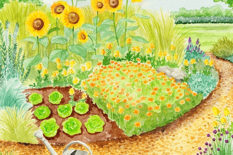Illustrationen von ein Gartenbeet mit Salat, Sonnenblumen & Blumen