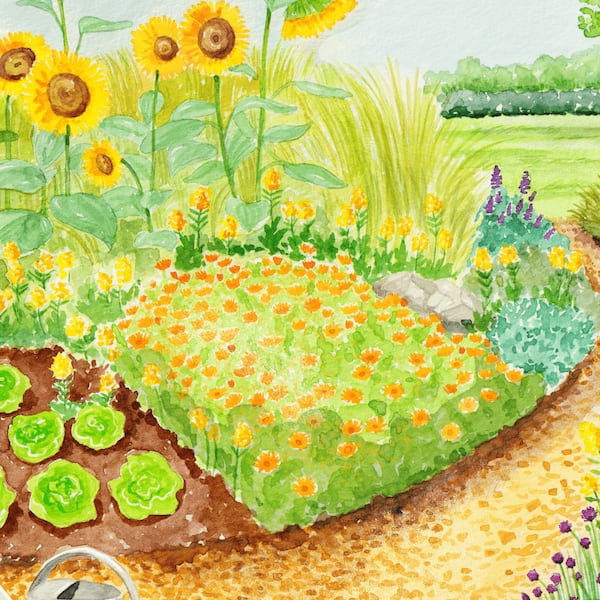 Illustrationen von ein Gartenbeet mit Salat, Sonnenblumen & Blumen
