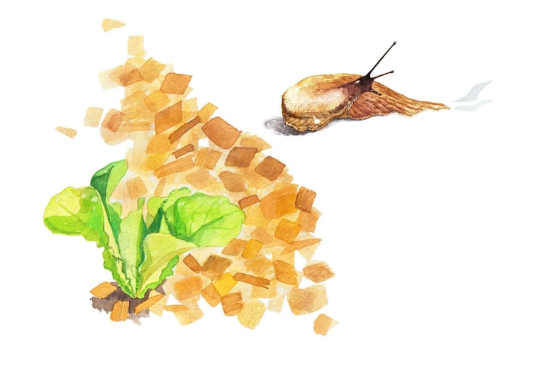 Um Schnecken nicht durch das Mulchen ins Beet einzuladen, sollte man die Mulchschicht an möglichst trockenen Tagen ausbringen.