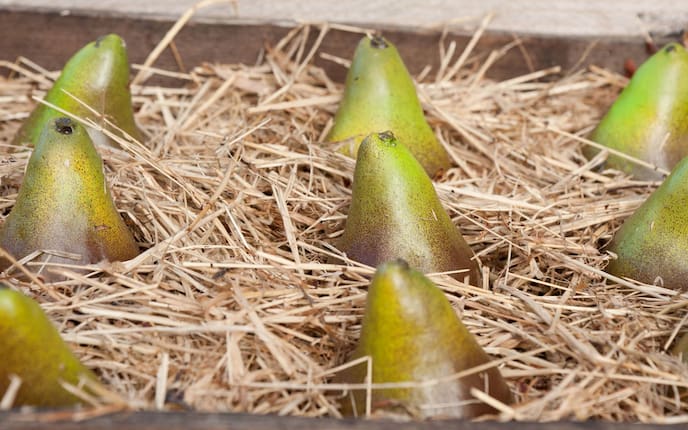 Eingelagerte Birnen in Heu, Servus