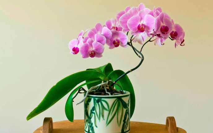 Orchidee im Topf, Zimmerpflanzen, Orchideen richtig pflegen