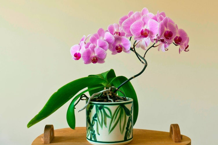 Orchidee im Topf, Zimmerpflanzen, Orchideen richtig pflegen