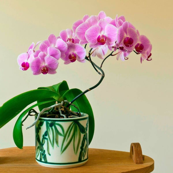 Orchidee im Topf, Zimmerpflanzen, Orchideen richtig pflegen
