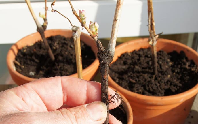 Pflanzen vermehren mit Steckhölzern, Pflanzen, Sträucher vermehren, Steckhölzer, Gartentipp
