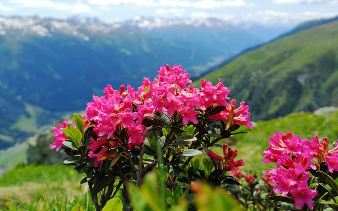 Pflanzenporträt, Alpenrose, Panorama, Garten