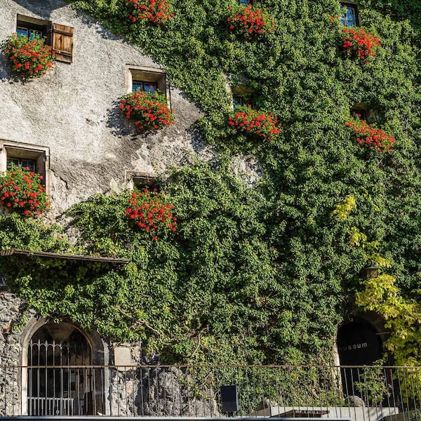 Österreich, Tirol, Inntal, Rattenberg, Nagelschmiedhäuser, Handwerkskunstmuseum,  Efeu