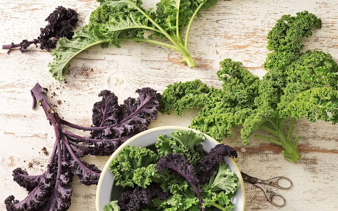 Garten, Pflanzenporträt, Grünkohl, Gemüse des Monats