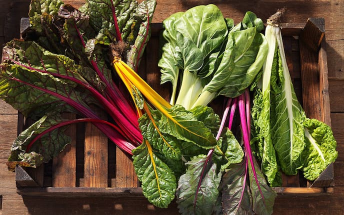 Garten, Pflanzenporträt, Gemüse des Monats, Mangold