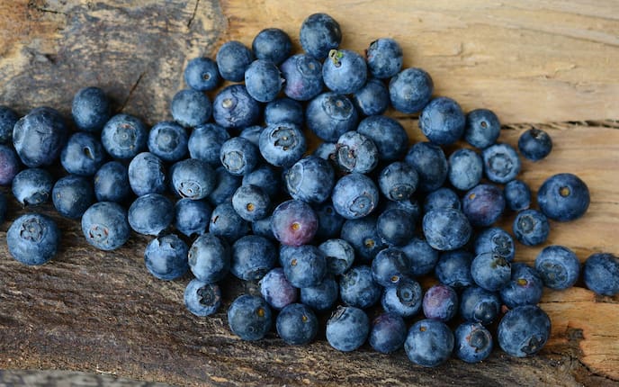 Garten, Gartenwissen, Obst, Obstsorte, Heidelbeere