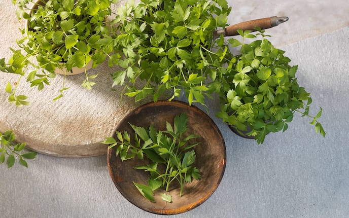 Garten, Pflanzenporträt, Liebstöckl, Gemüse des Monats