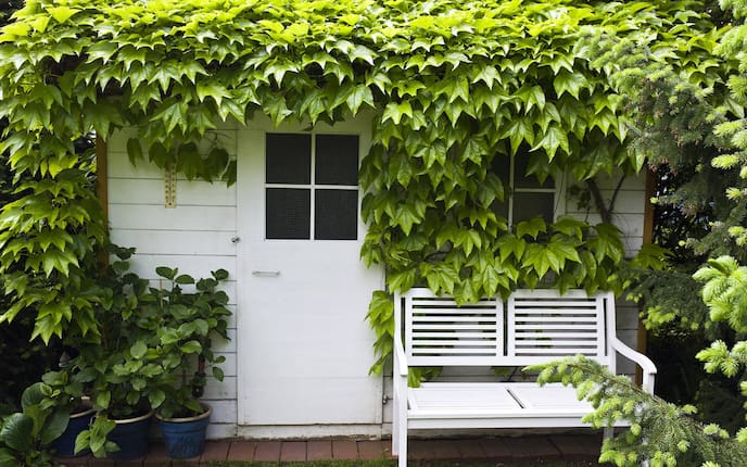 Pflanzenporträt, Mauerkatze, Garten, Veitsch