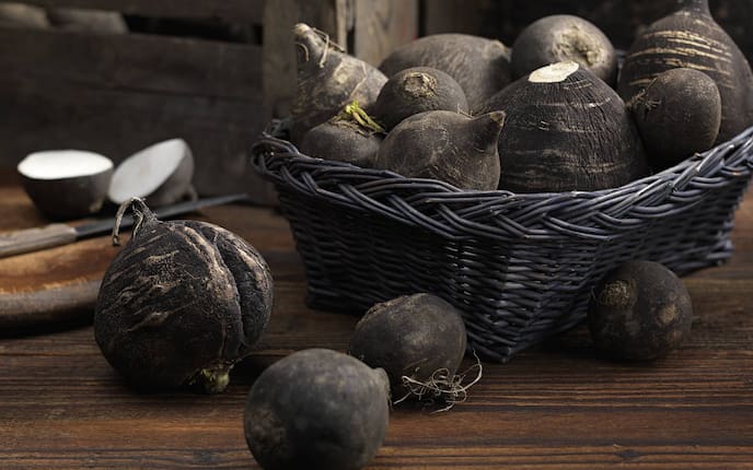 Schwarzer Rettich (Foto: Eisenhut & Mayer)