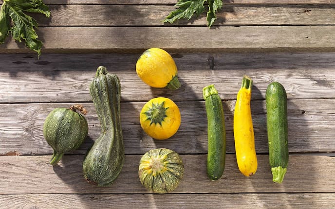 Garten, Pflanzenporträt, Gemüse des Monats, Sommerkürbis, Zucchini