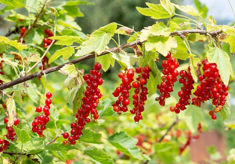 Rote Ribisel, Strauch, Blätter, Beeren, Sommer