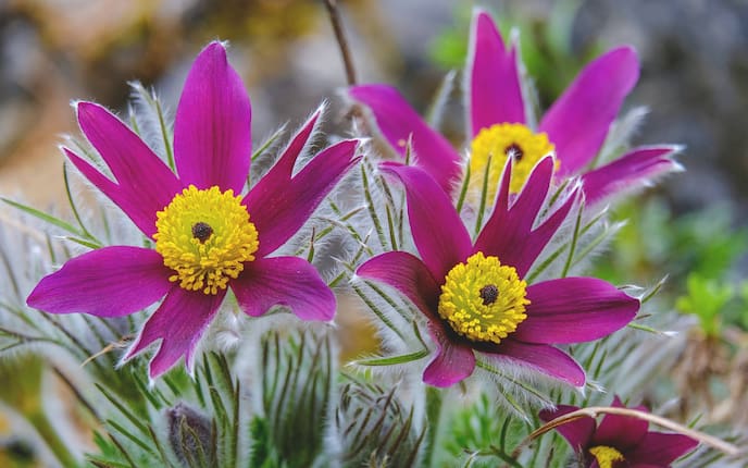 Garten, Blumen, Pflanzen, Pflanzenporträt, Kuhschelle, Küchenschelle, Pasqueflower