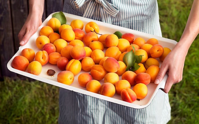 Garten, Pflanzenporträt, Marillen, Obst des Monats, Juli, Marillenkern