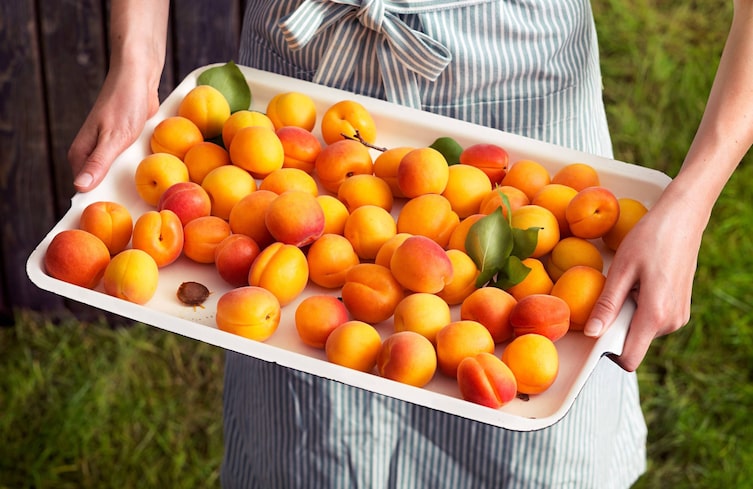 Garten, Pflanzenporträt, Marillen, Obst des Monats, Juli, Marillenkern