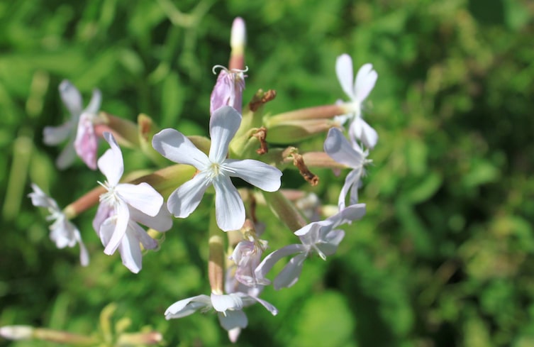 Garten, Pflanzenporträt, Mondscheinblume, Seifenkraut, weiß