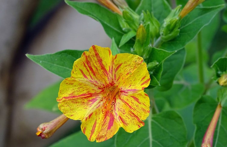 Garten, Pflanzenporträt, Mondscheinblume, Wunderblume