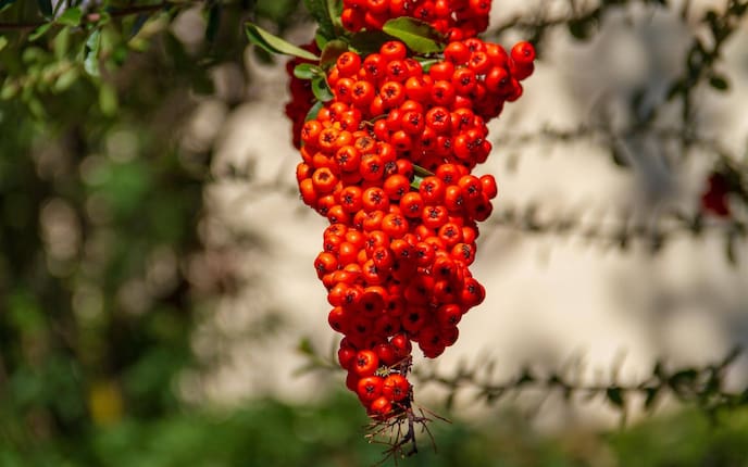 Garten, Pflanzenporträt, Beeren, Vogelbeere