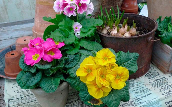 Primeln, Frühlingsprimeln, Frühlingsblumen