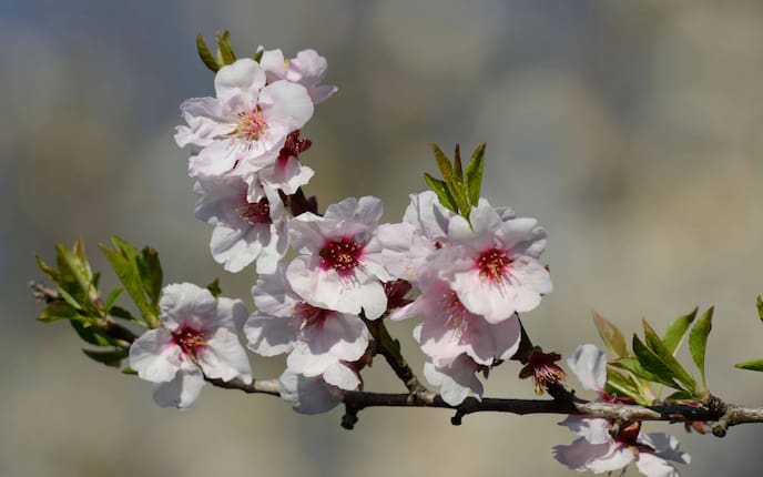 Oberbaumblüten erkennen, Kirschblüte Nahaufnahme aus Österreich