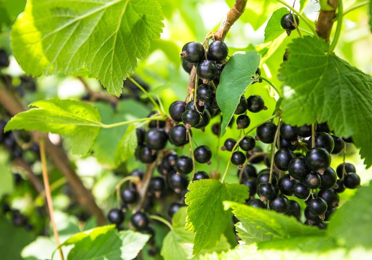 Schwarze Ribisel I Schwarze Johannisbeeren am Strauch