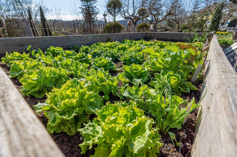 Salat, Garten, Hochbeet, pflanzen, säen, pflegen