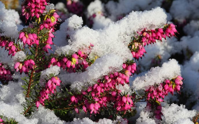 Frost und Schnee können der Winterheide nichts anhaben. (Foto: Mauritius Images)