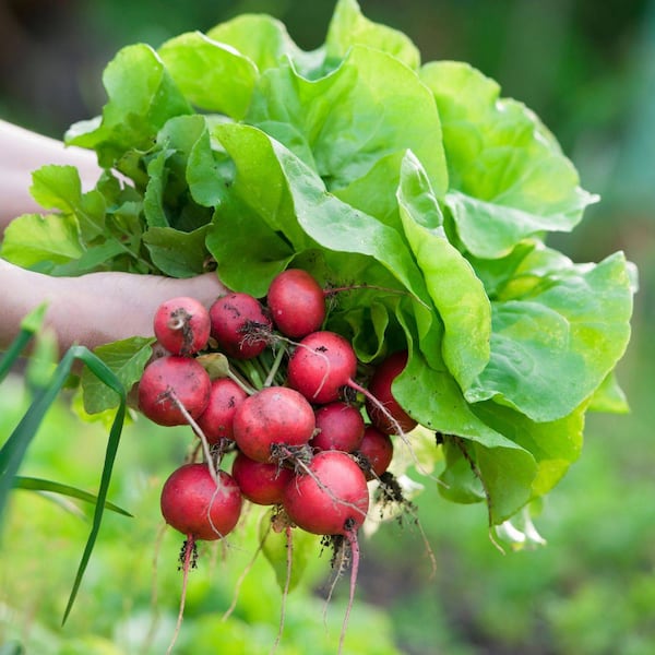 Salat und Radieschen aus dem eigenen Garten, schnellwachsendes Gemüse