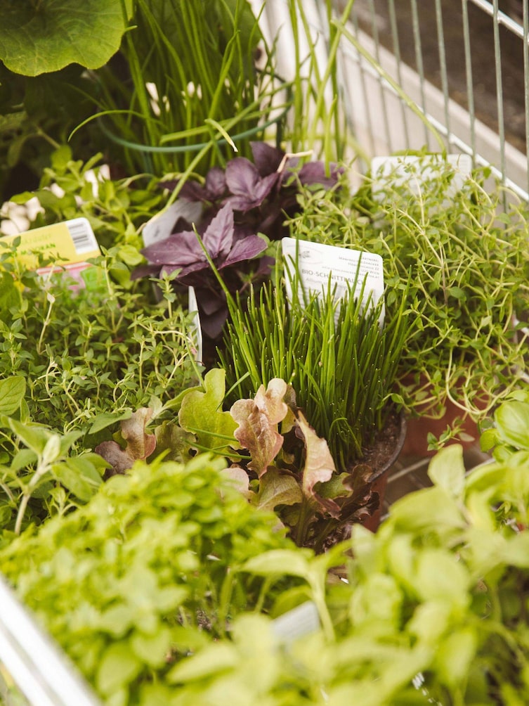 Theresia Starkl, Servus Garten Gewinnspiel, Gartenküche, Pflanzenauswahl
