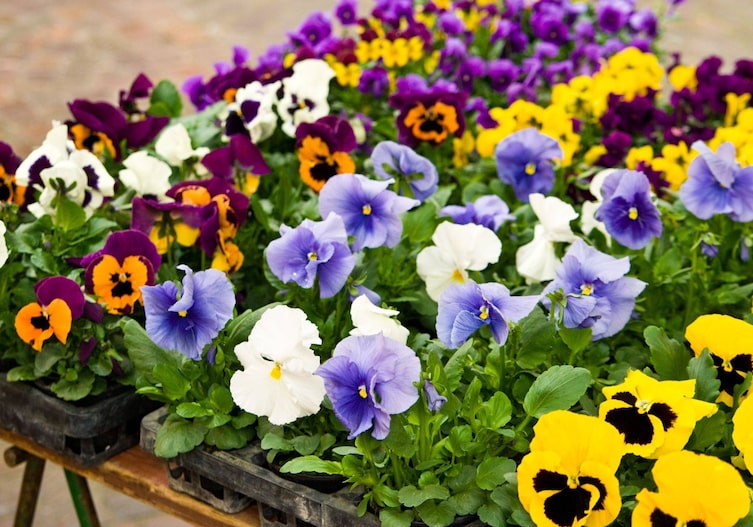 Große Stiefmütterchen in Schalen, Servus