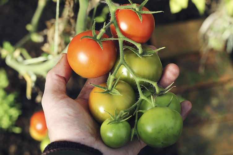 Tomaten, Garten