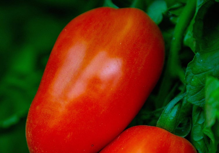 Böttner Italia, Flaschentomate, italienische Tomate