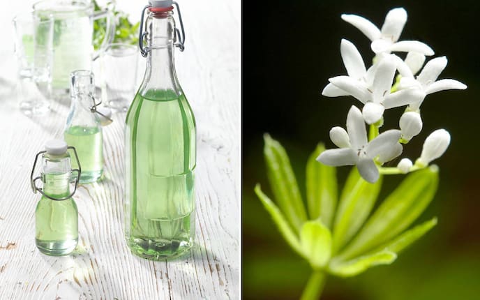 Waldmeister-Sirup, Waldmeister-Blüte